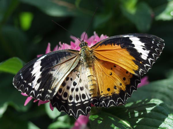 Image Gallery: Stunning Dual-Sex Animals | Live Science