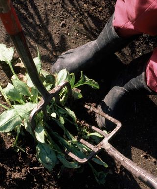 splitting perennial plant with two garden forks