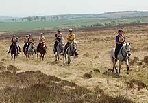 goldenhorseshoe3.jpg