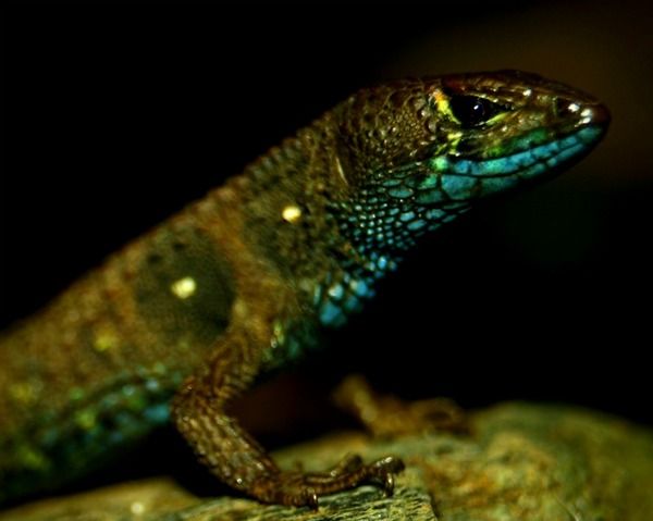 colorful lizards, new lizards, brightly colored lizards, new lizards discovered, pretty lizards, potamites montanicola, new species discovery, new species news