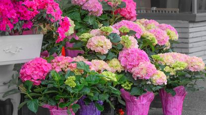 florist hydrangeas on display wrapped in colored paper