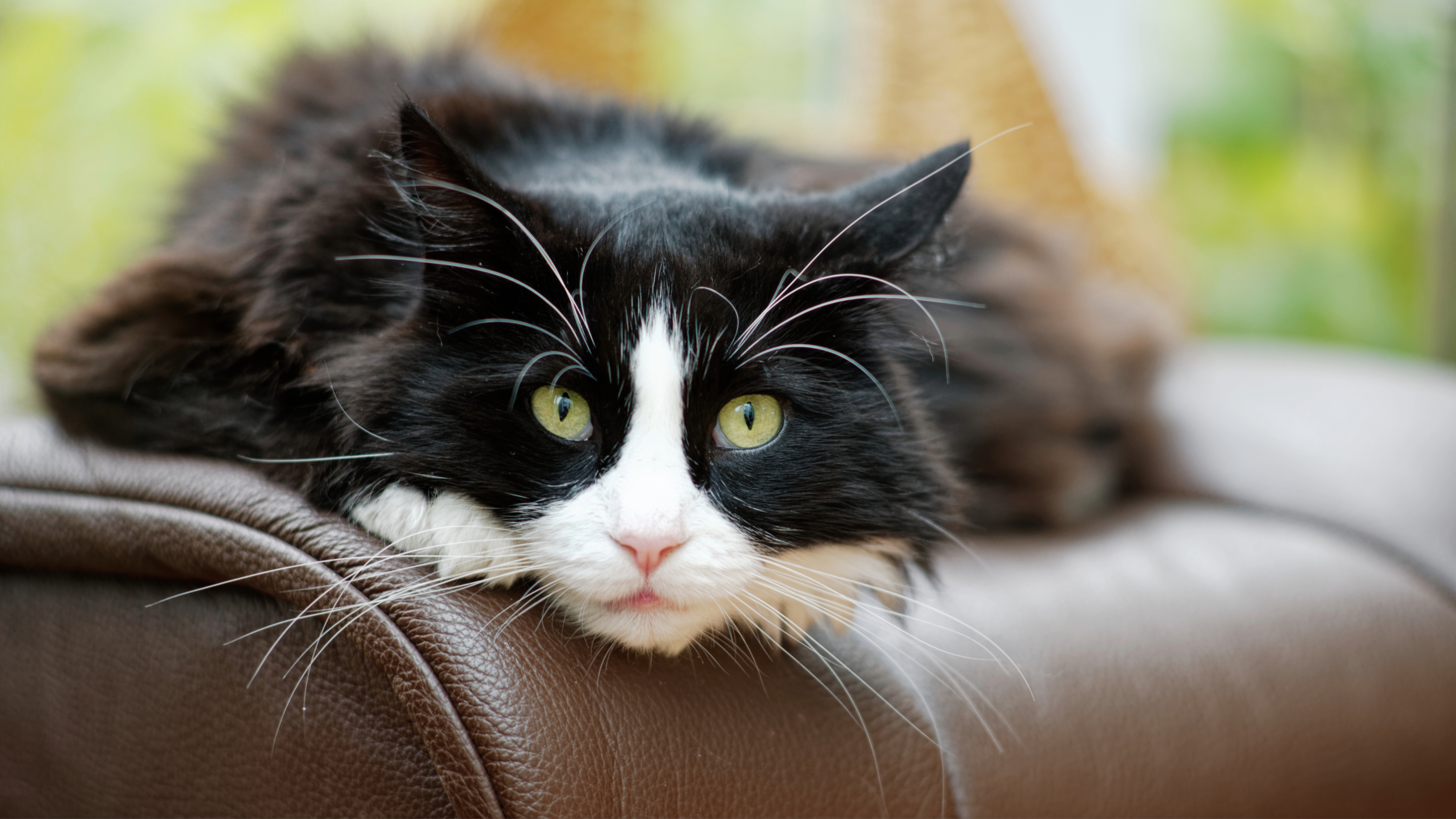 Cat on leather couch