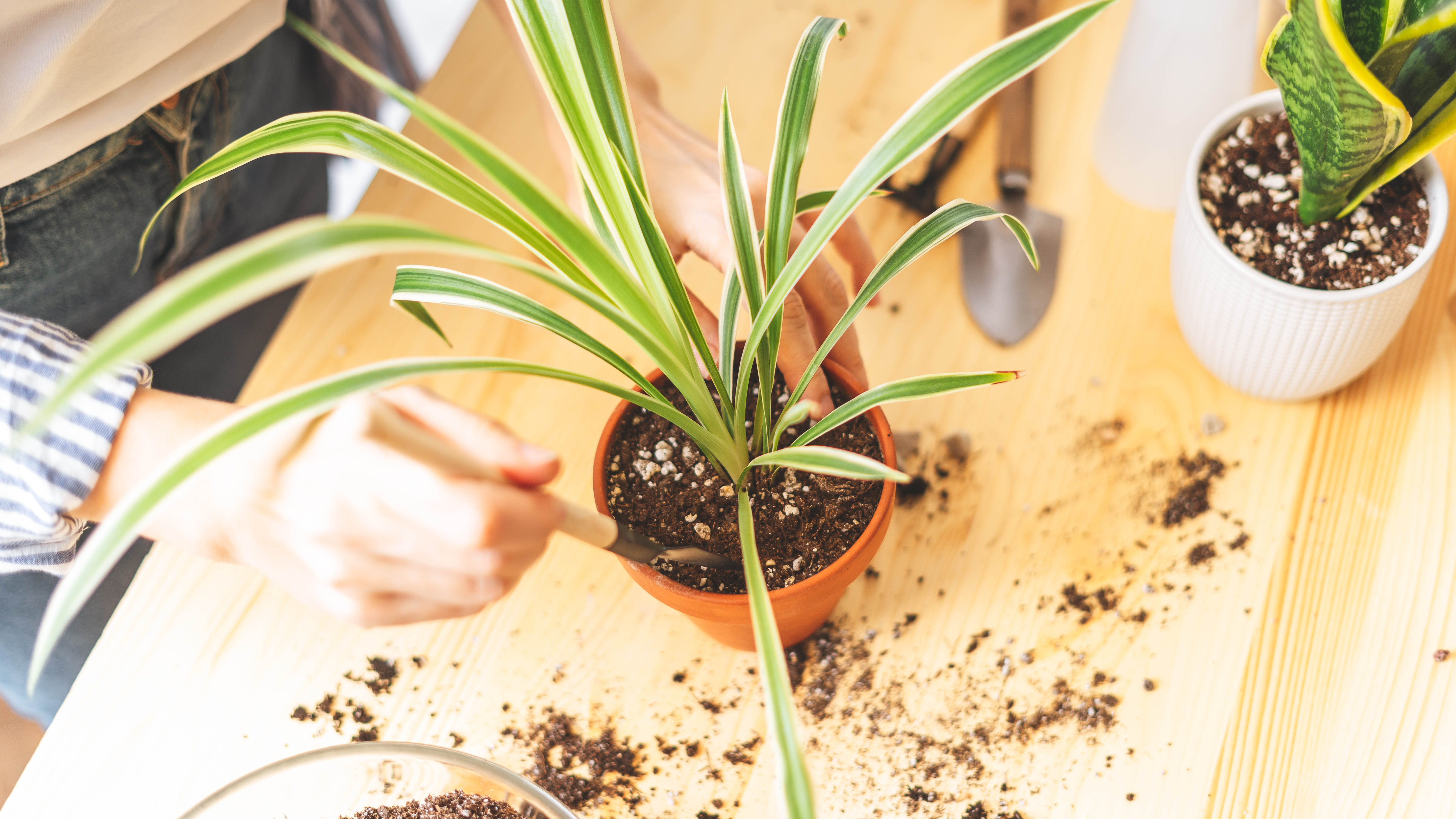 Uma planta de casa sendo replantada em uma mesa