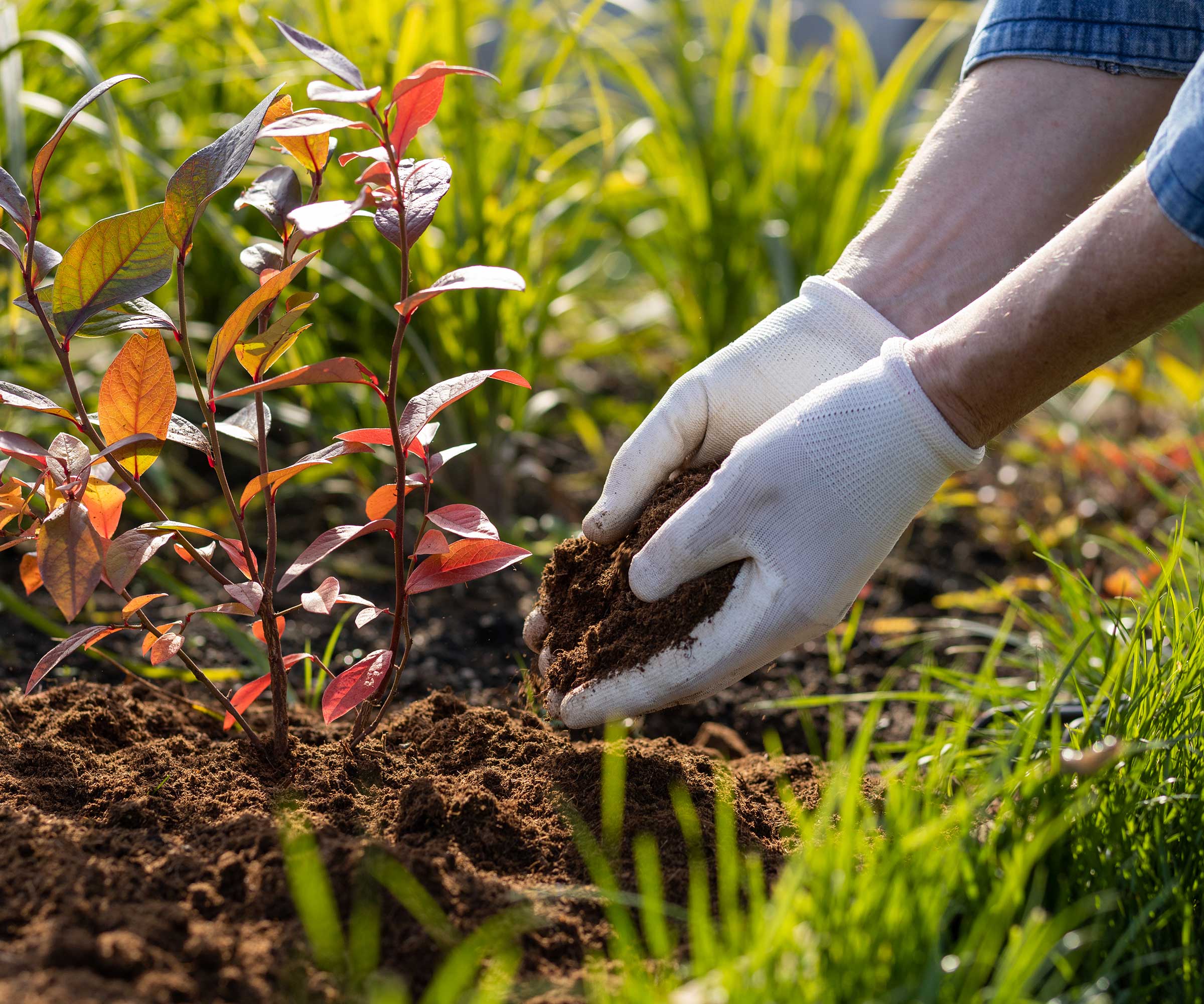 mulching a plant
