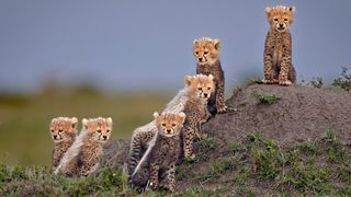 Wildlife photography competition showcases incredible cheetah pictures