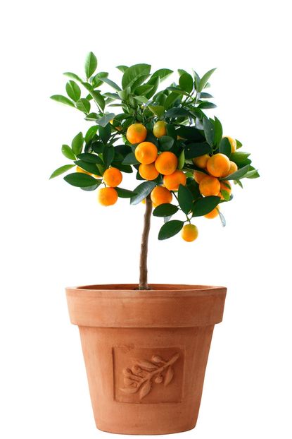 Potted Orange Tree