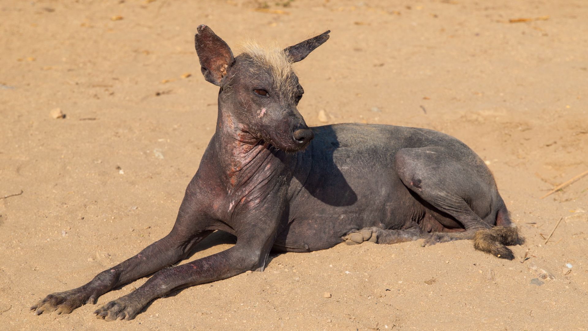Peruvian Inca Orchid dog