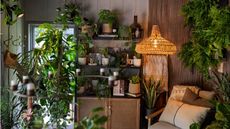 Chelsea Flower Show 2025 Houseplant Studios