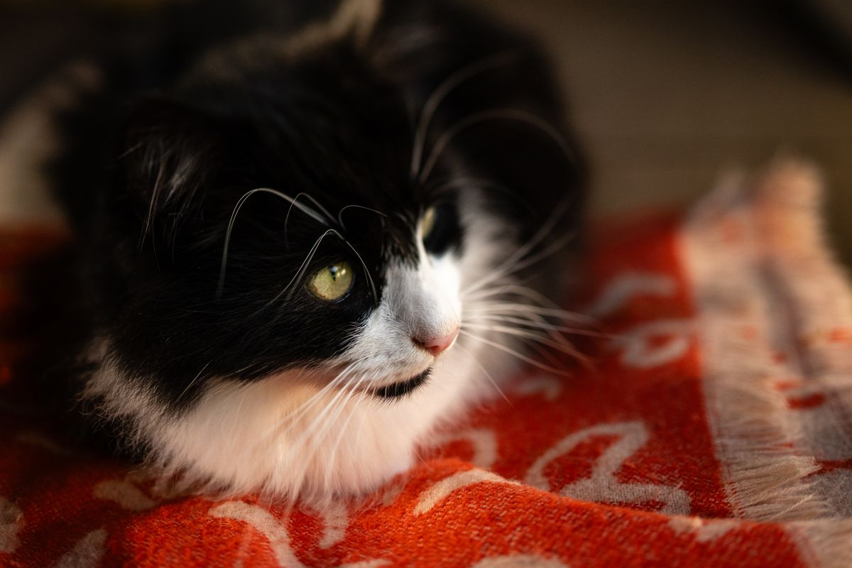 Photo of a cat taken with a Nikon Z f and Nikkor PC-E 45mm f/2.8