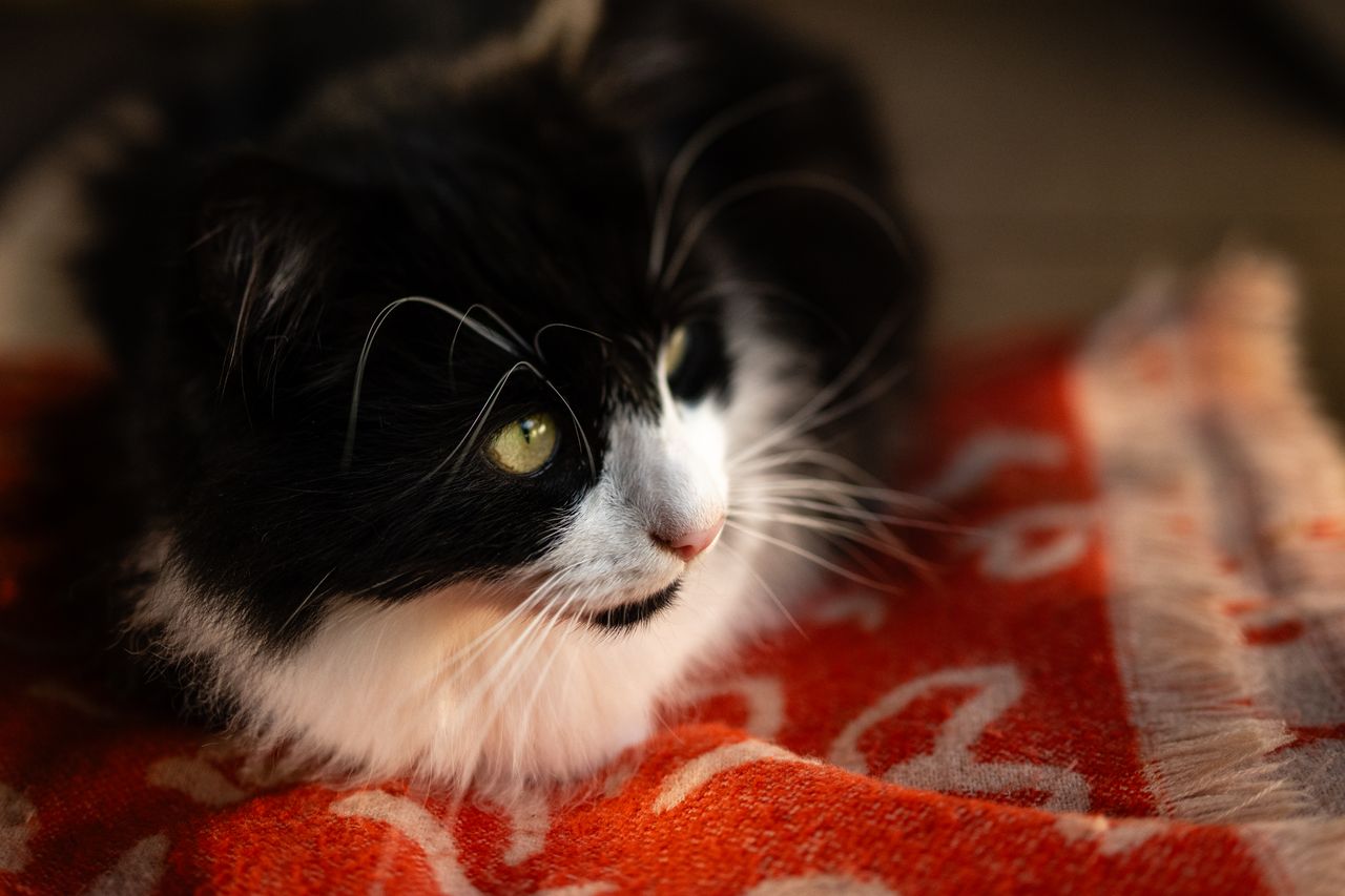 Photo of a cat taken with a Nikon Z f and Nikkor PC-E 45mm f/2.8