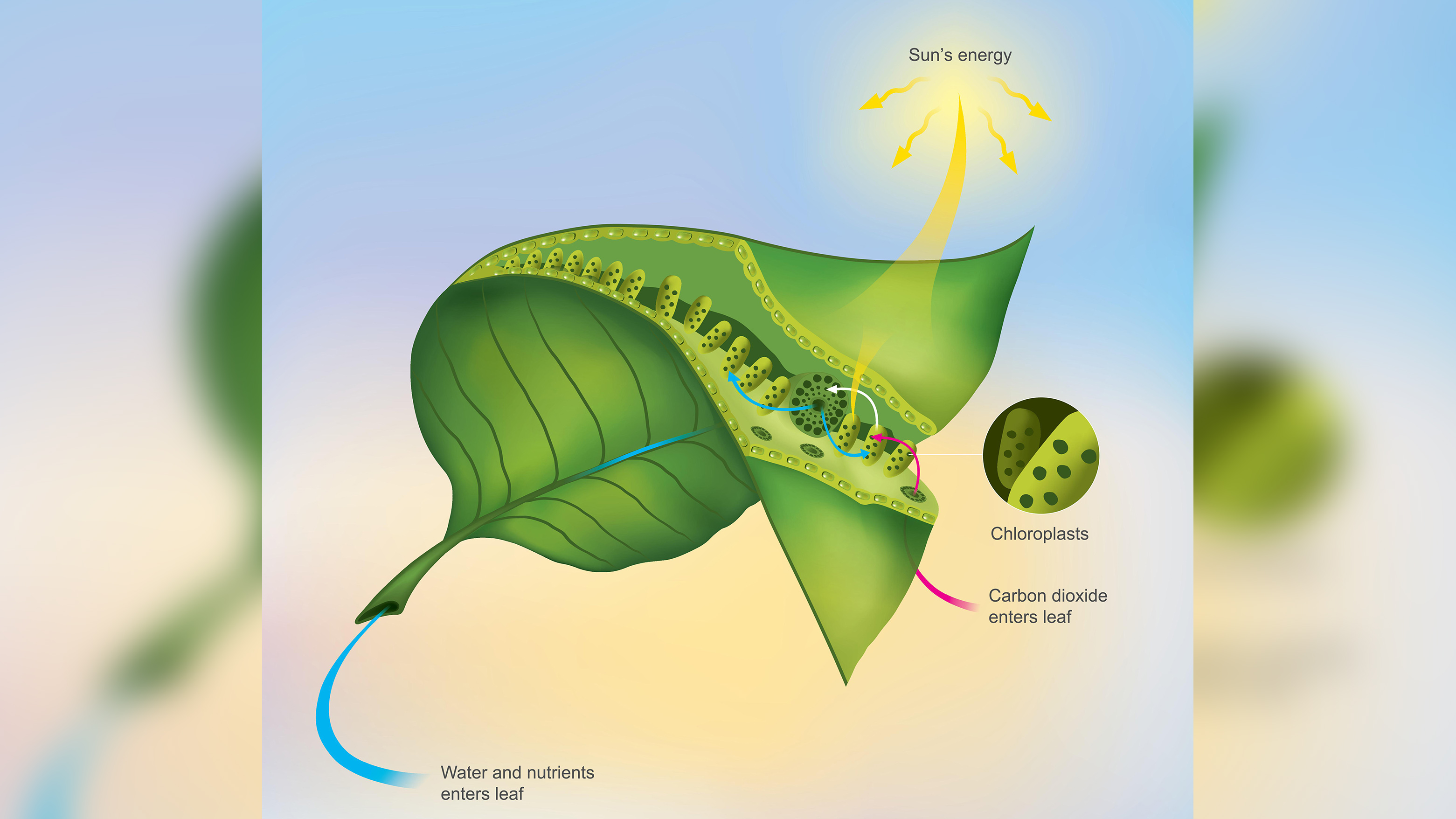 Este diagrama muestra el interior de una hoja y cómo ocurre la fotosíntesis dentro de los cloroplastos.