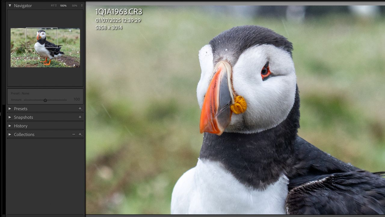 puffin photo being edited in Lightroom