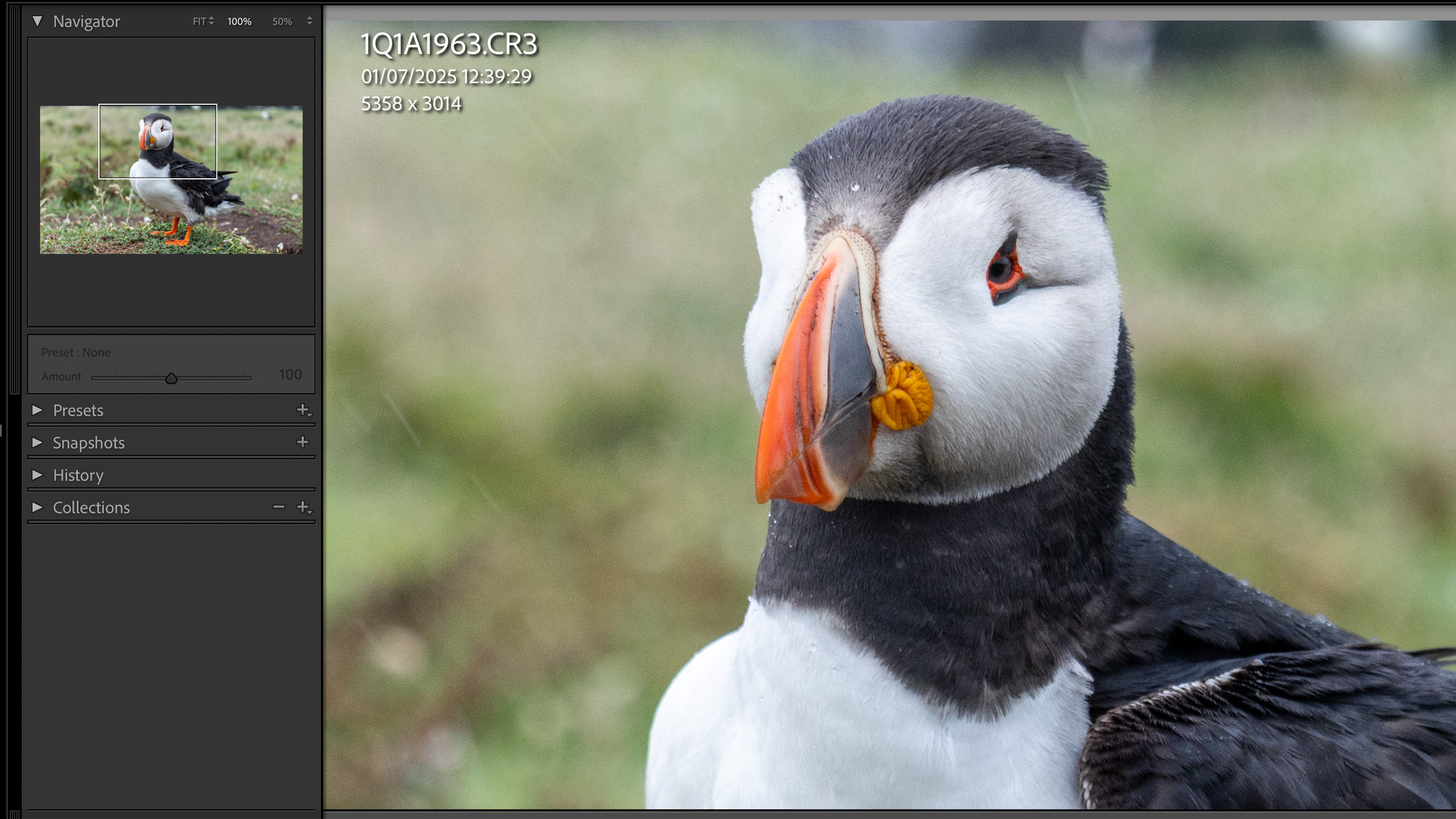puffin photo being edited in Lightroom