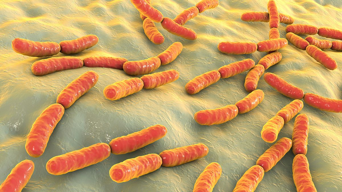 Bacteria Lactobacillus, 3D illustration.