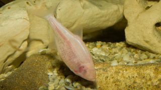 A pale pink-colored blind cave fish swimming underwater about near yellow and brown rocks and sand.