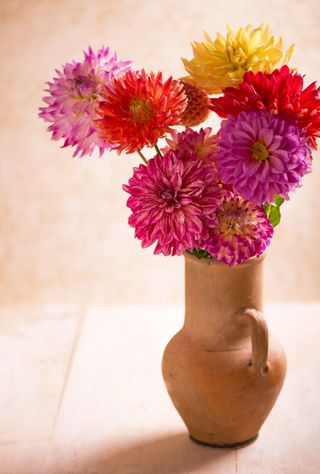 picking dahlias for indoors