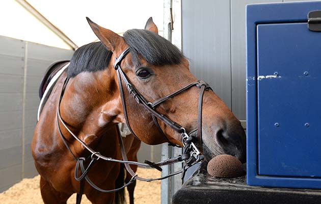 Don’t mind me: Big Star leaves the stable for the last time at Royal Windsor before his retirement ceremony in the Castle Arena