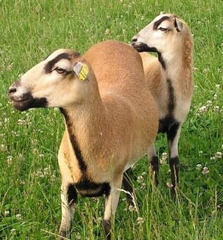 blackbelly sheep