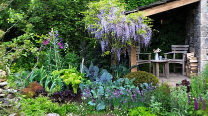 Aldi Wisteria Amethyst Falls