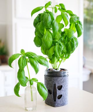 Hydroponic basil on countertop