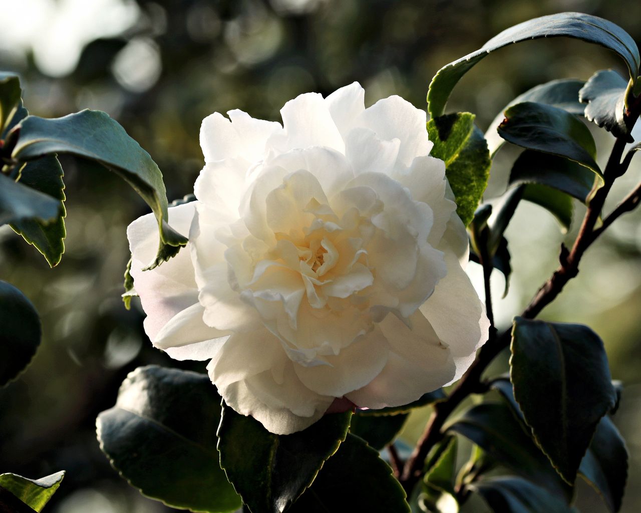How to prune camellias and when to prune for more blooms Homes & Gardens