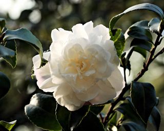 pure white camellia in bloom