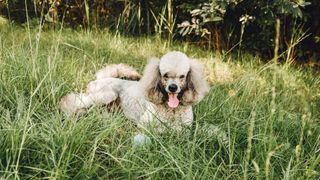 Poodle in a meadow
