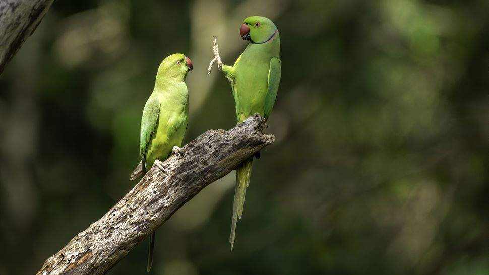 comedy-wildlife-photographer-awards-2020-finalisten