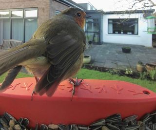 European robin, with a red colouring, feeding at the Bird Buddy 2.0 in a garden