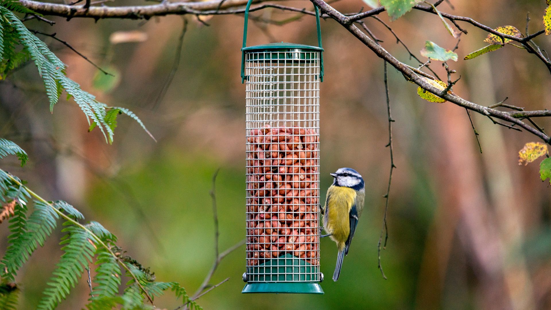 picture of blue tit eating from bird feeder in garden