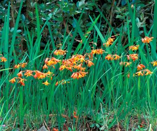 Crocosmia ‘Constance’