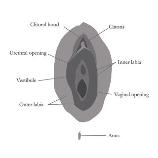 labelled diagram of the vulva
