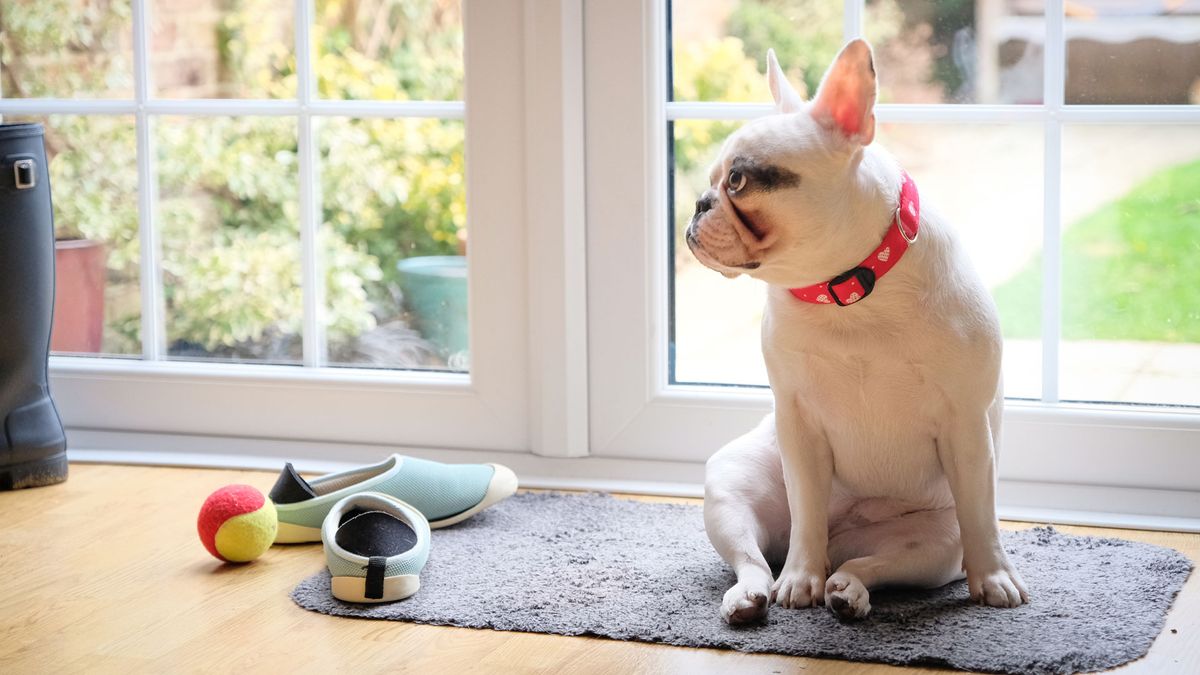 Dog sitting on door mat