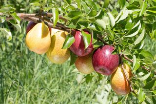 duo fruit tree apple and pear branches heavily leaning due to the weight of the of ripe fruits