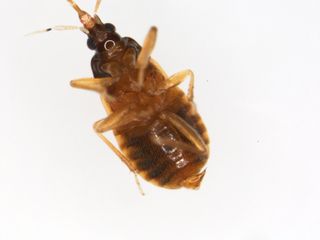 A male warehouse pirate bug with his genitalia extruded — you can see the daggerlike penis at the bottom of his abdomen.