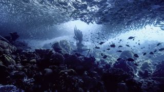 underwater photo from the Caribbean sea showing a coral reef with a school of fish above it