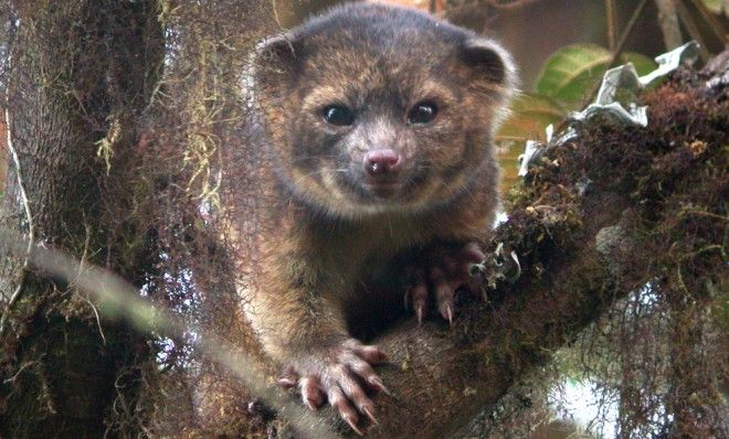 The olinguito