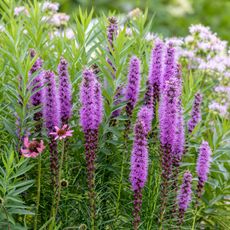 Liatris, coneflower, and other plants in the garden