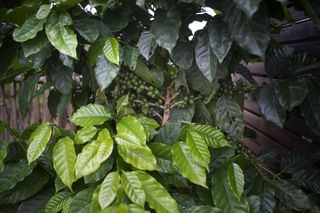 Raw Arabica coffee seed