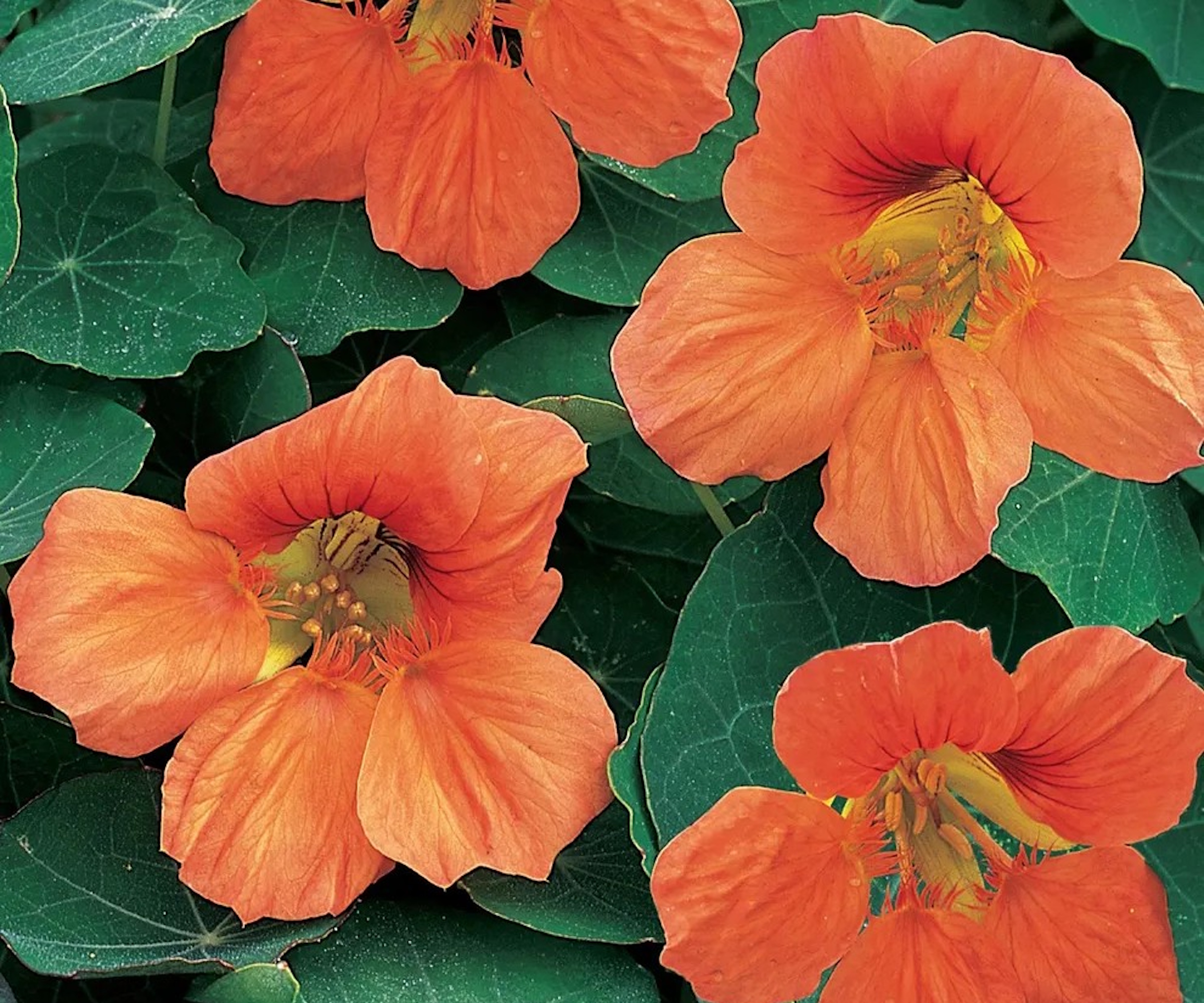 Nasturtium 'Vesuvius' with peach flowers