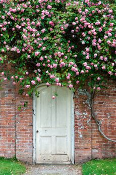 Tregrehan Garden, Cornwall. Credit: Alamy