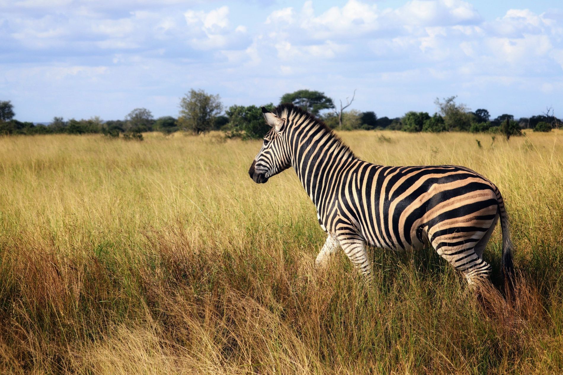 GuruShots - Nature March 2026