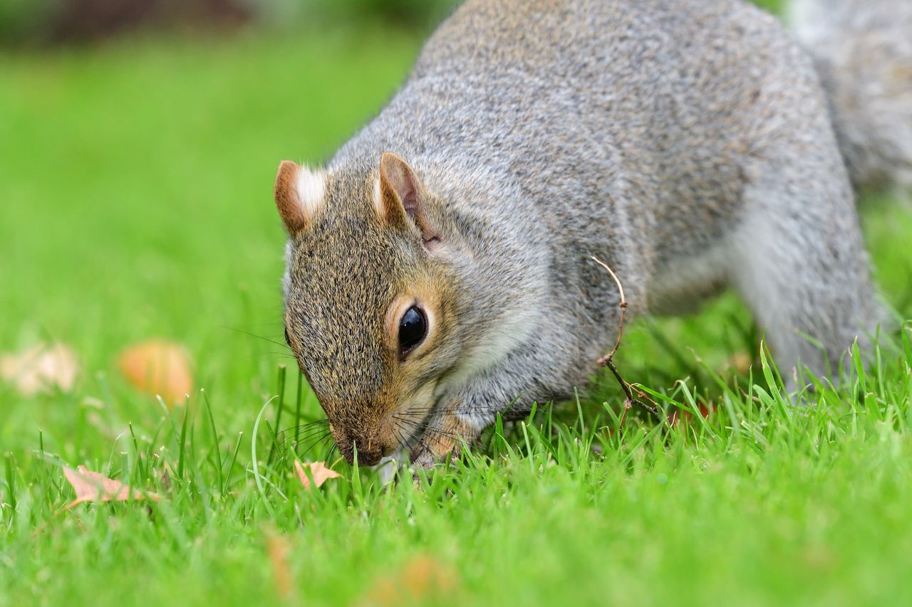 squirrel digging on a lawn