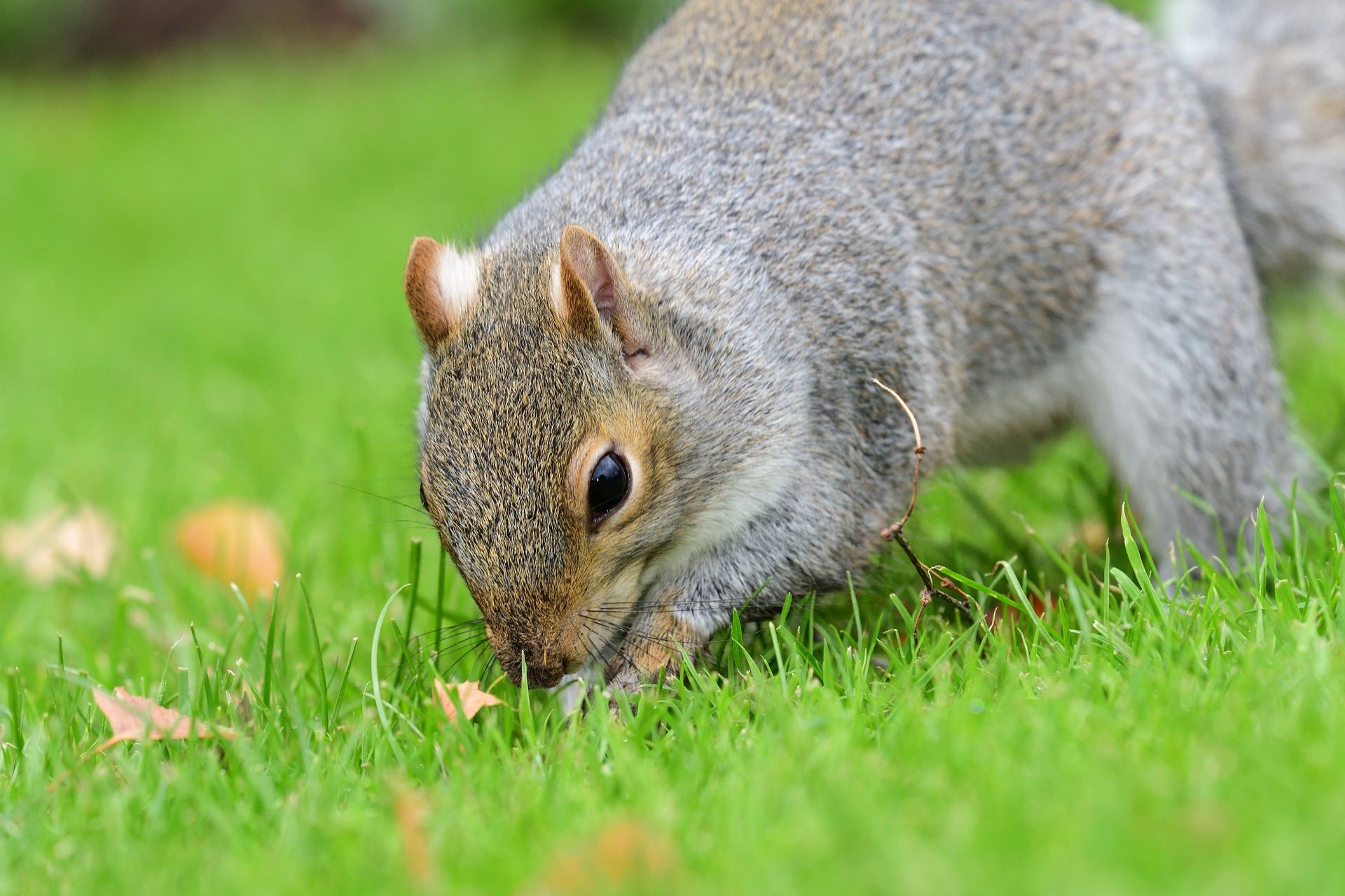 How to stop squirrels digging up bulbs Real Homes