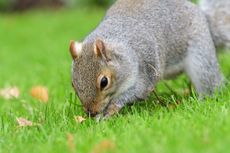 squirrel digging on a lawn