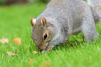 squirrel digging on a lawn