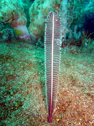Scytalium Sea Pen Coral