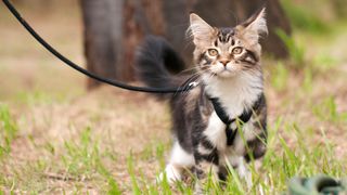 Cat outside wearing harness and leash