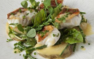 J Sheekey Oyster Bar recipe red gurnard salad