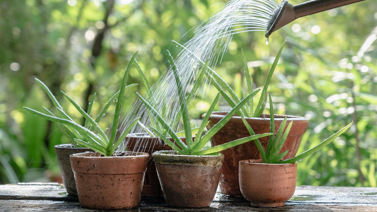 Working out how often to water an aloe vera plant